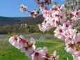 Edenkobener Mandelmeile - Frühlingsreise zur Mandelblüte in der Pfalz
