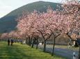 Frühlingsreise zur Mandelblüte in der Pfalz