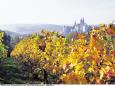 Goldener Herbst im Elbtal - Proschwitzer Weinberge © TMSG