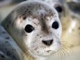 Heuler in der Seehundstation - Ostern in Nordfriesland