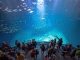 Ozeaneum Stralsund - Saisonabschlussreise auf die Insel Rügen