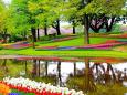 Tulpenblüte im Keukenhof - Busreise nach Holland und Belgien