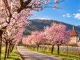 Frühlingsreise zur Mandelblüte in der Pfalz