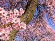 Frühlingsreise zur Mandelblüte in der Pfalz