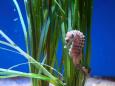 Ozeaneum Stralsund