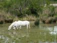 Malerisches Südfrankreich - Wildpferde in der Camargue