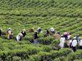 Flugreise Azoren - Insel Sao Miguel - Teeplantage