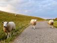 Radtour Ostfriesland und Emsland - Schafe am Deich