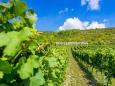 Weinberge Saale-Unstrut © Christoph Keller