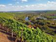 Weinberge an der Mainschleife bei Volkach