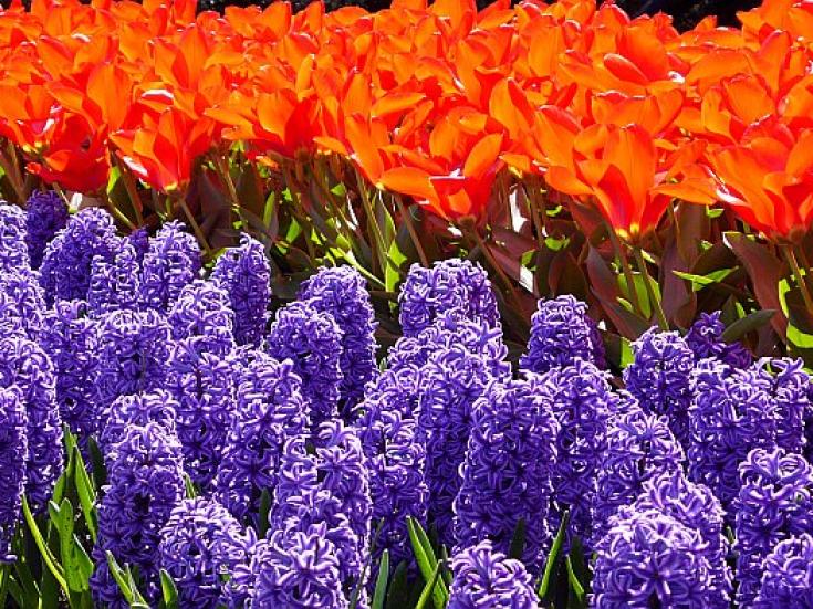 Blumenmeer - Busreise nach Holland und Belgien