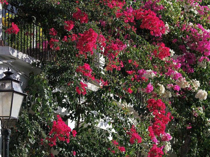 Bouganvillea auf Mallorca © Anne und Saturino Miranda auf Pixabay