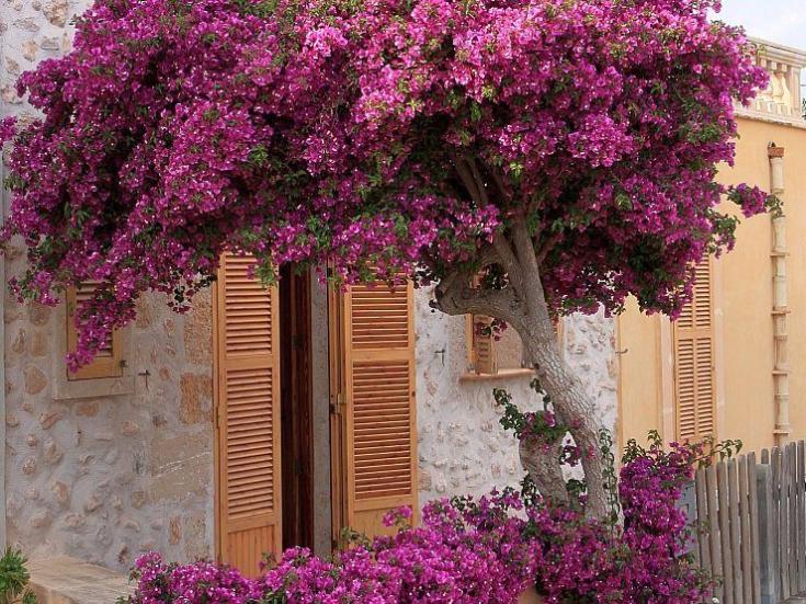 Bouganvillea auf Mallorca © Ralf Beilstein auf Pixabay