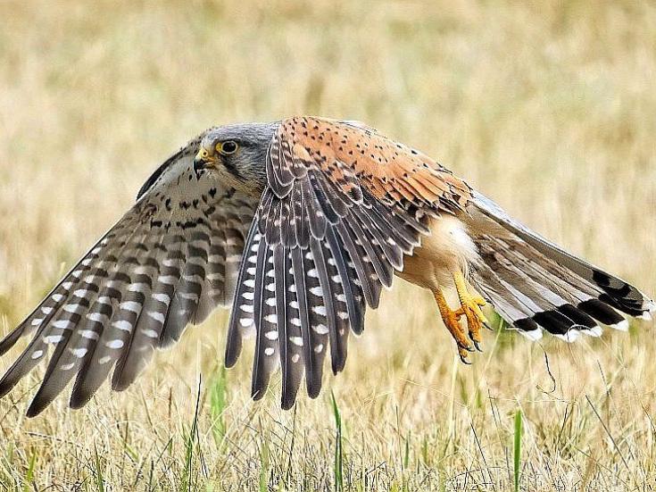 Falknerei Flugshow © Bernhard auf Pixabay