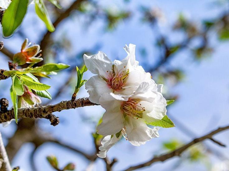 Frühling auf Mallorca © Nicole Pankalla