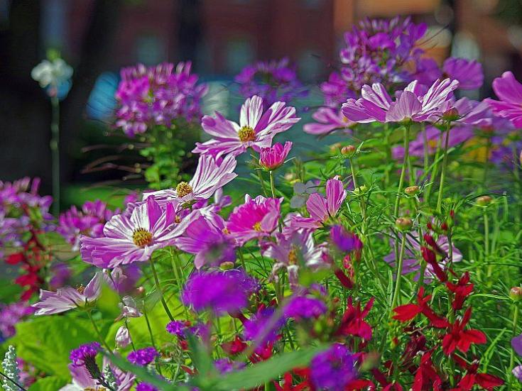 Gartenschau © Chris auf pixabay