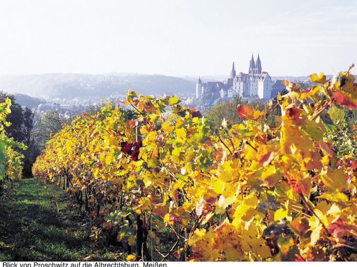 Goldener Herbst im Elbtal - Proschwitzer Weinberge © TMSG
