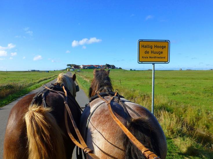 Hallig Hooge © Pixabay