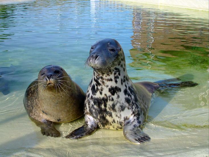 Lili und Nemi in der Seehundstation