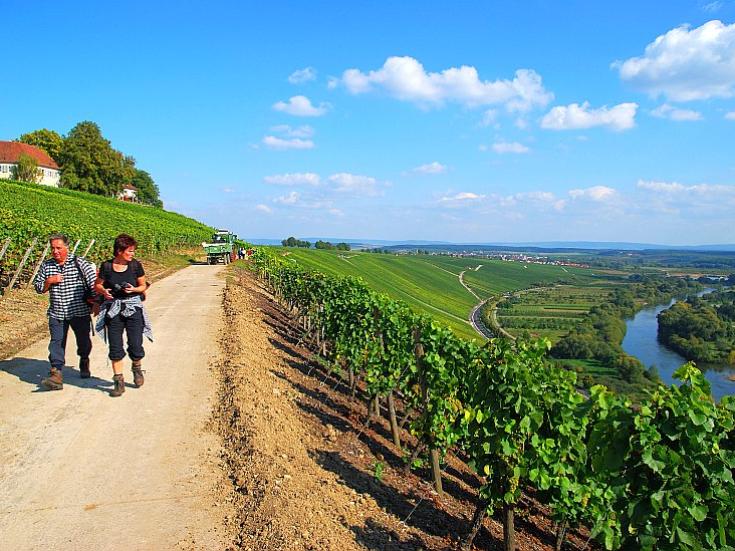 In den Weinbergen an der Mainschleife