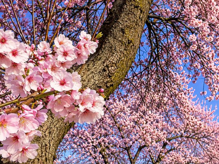 Frühlingsreise zur Mandelblüte in der Pfalz