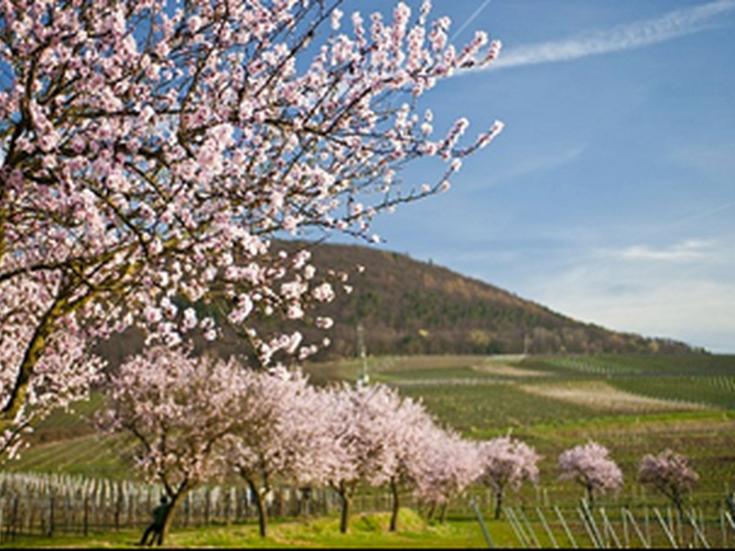 Mandelpfad in der Pfalz