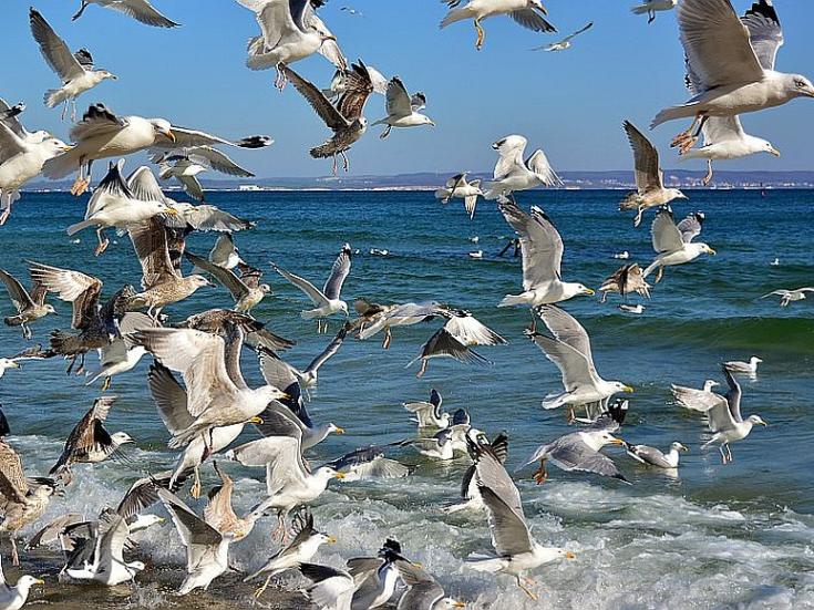 Saisonabschlussreise Insel Rügen - Möwen © Jürgen auf Pixabay