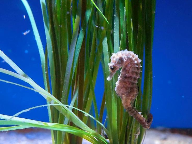 Ozeaneum Stralsund