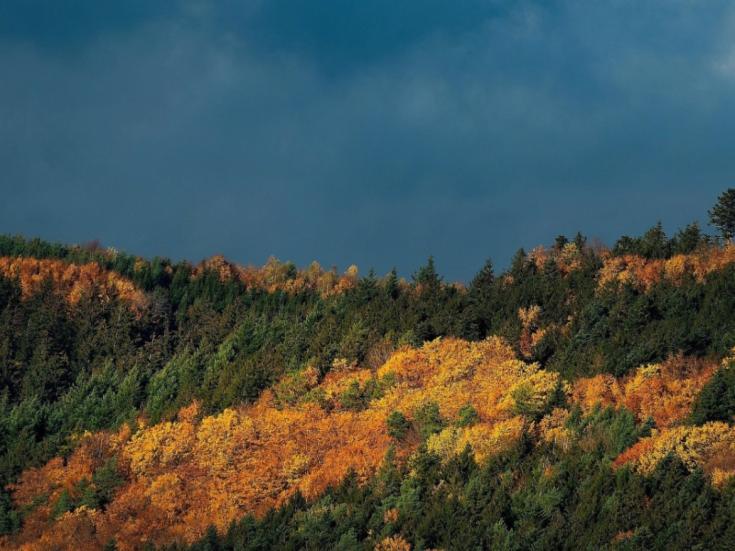Reise zur Laubfärbung im Schwarzwald © Pixabay