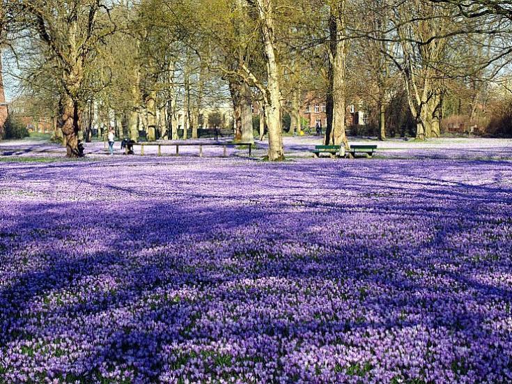 Reise zur Krokusblüte nach Husum