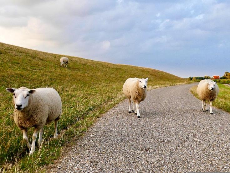 Radtour Ostfriesland und Emsland - Schafe am Deich