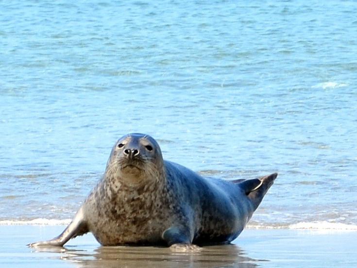 Seehundbänke vor Büsum - Ostern in Nordfriesland