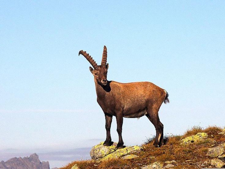 Steinbock © Wilfried Santer auf Pixabay