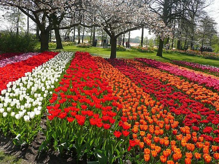 Tulpenmeer im Keukenhof - Busreise nach Holland und Belgien