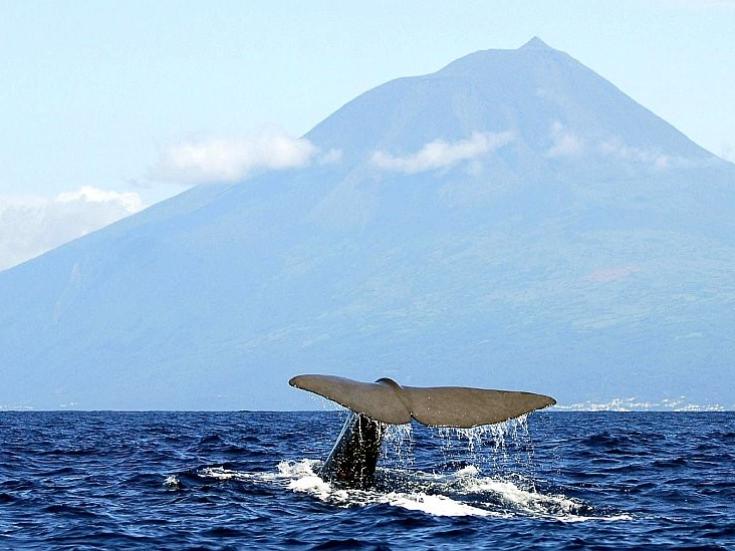 Flugreise Azoren - Walbeobachtung vor Sao Miguel