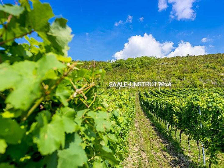 Weinberge Saale-Unstrut © Christoph Keller