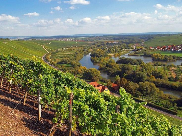 Weinberge an der Mainschleife bei Volkach