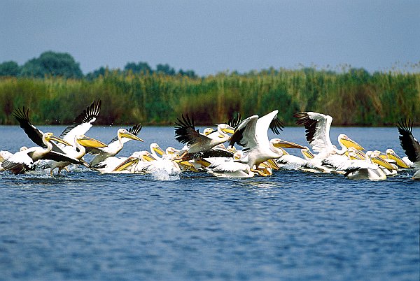 Pelikane im Donaudelta - Donau Flusskreuzfahrt