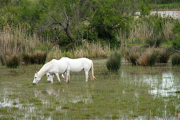 Rhone Flusskreuzfahrten