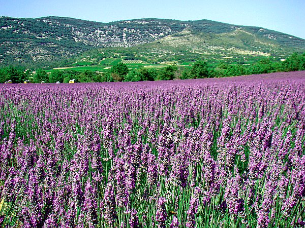 Rhone Flusskreuzfahrten