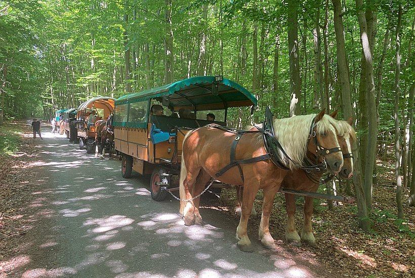 Planwagenfahrt zur Wassermühle in Abbenrode Planwagenfahrt zur Wassermühle in Abbenrode