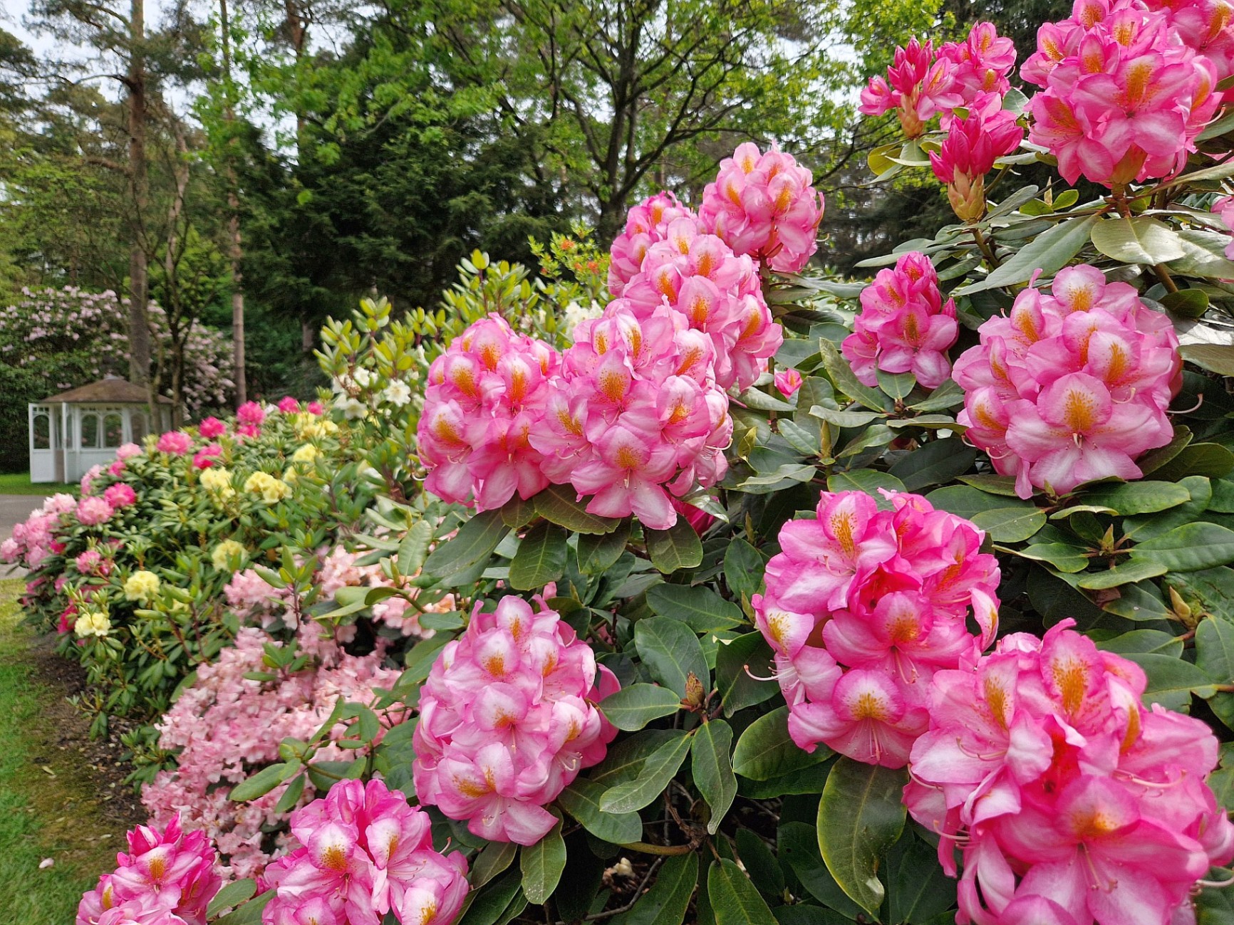 Rhododendronpark und Zwischenahner Meer - Tagesfahrt im Mai 2026 Rhododendronpark und Zwischenahner Meer - Tagesfahrt im Mai 2026