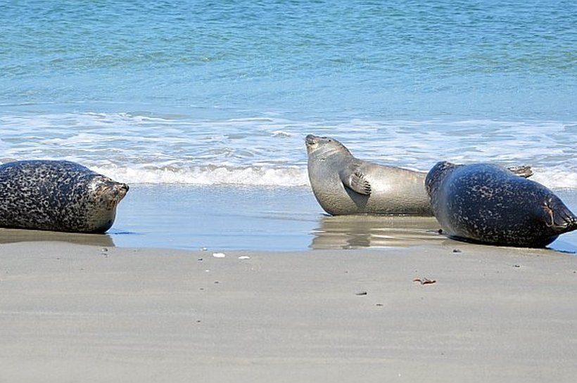 Seehundbänke bei Büsum - Tagesfahrten im Oktober Seehundbänke bei Büsum - Tagesfahrten im Oktober