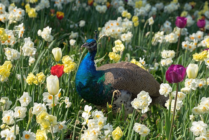 Zum Vogelpark nach Walsrode - Tagesfahrten im März 2026 Zum Vogelpark nach Walsrode - Tagesfahrten im März 2026