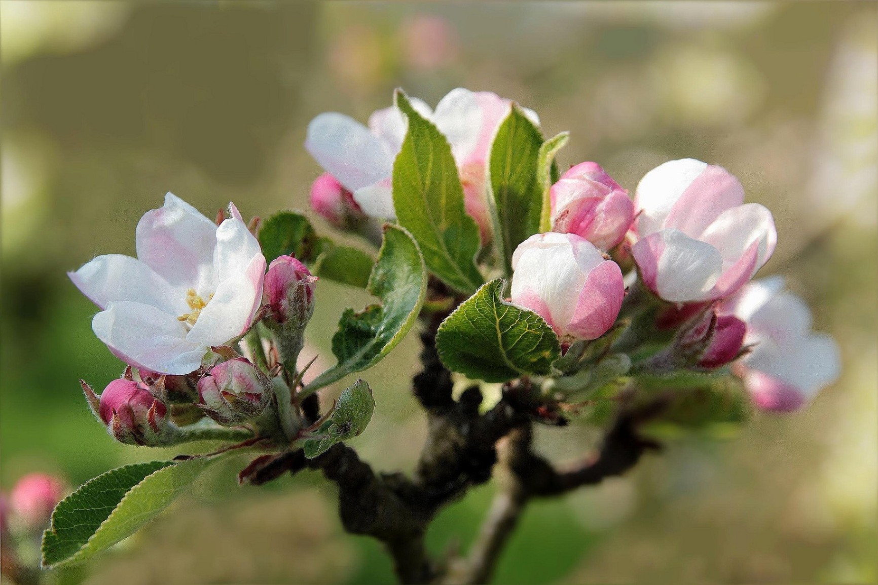 Zur Apfelblüte ins Alte Land - Tagesfahrt im Mai 2026 Zur Apfelblüte ins Alte Land - Tagesfahrt im Mai 2026