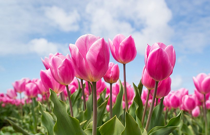zum Tulpenfest nach Potsdam - Tagesfahrten im April 2025