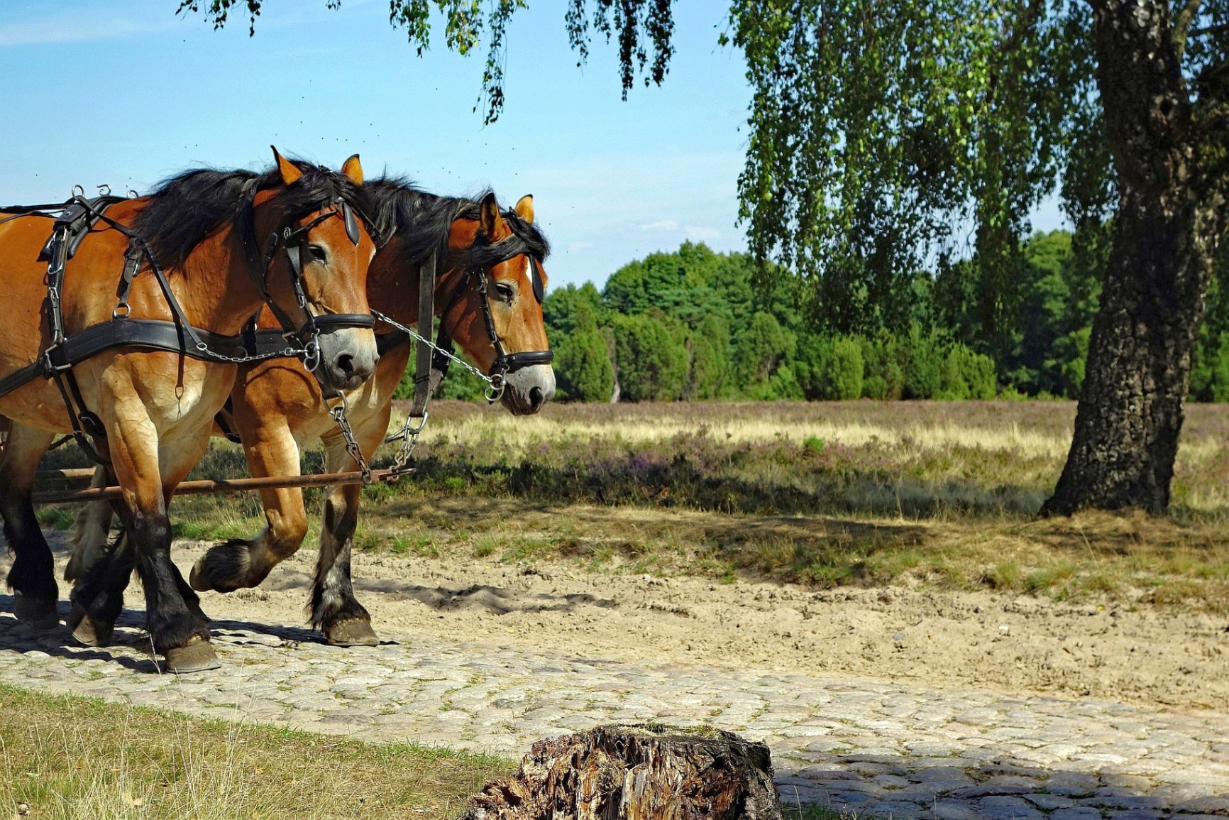 Ostermontag in der Lüneburger Heide - Tagesfahrt im April 2026