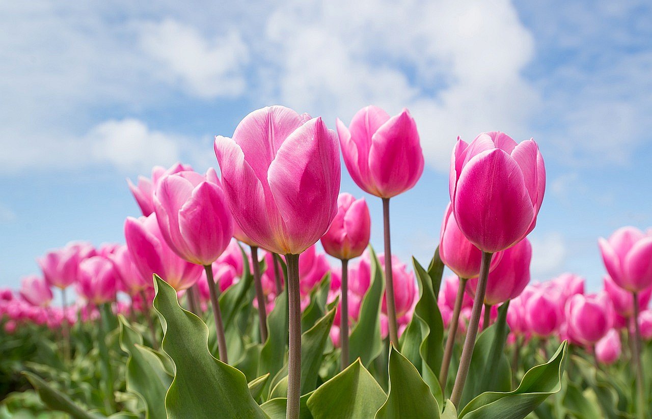 Zum Tulpenfesr nach Potsdam - Tagesfahrt im April 2026