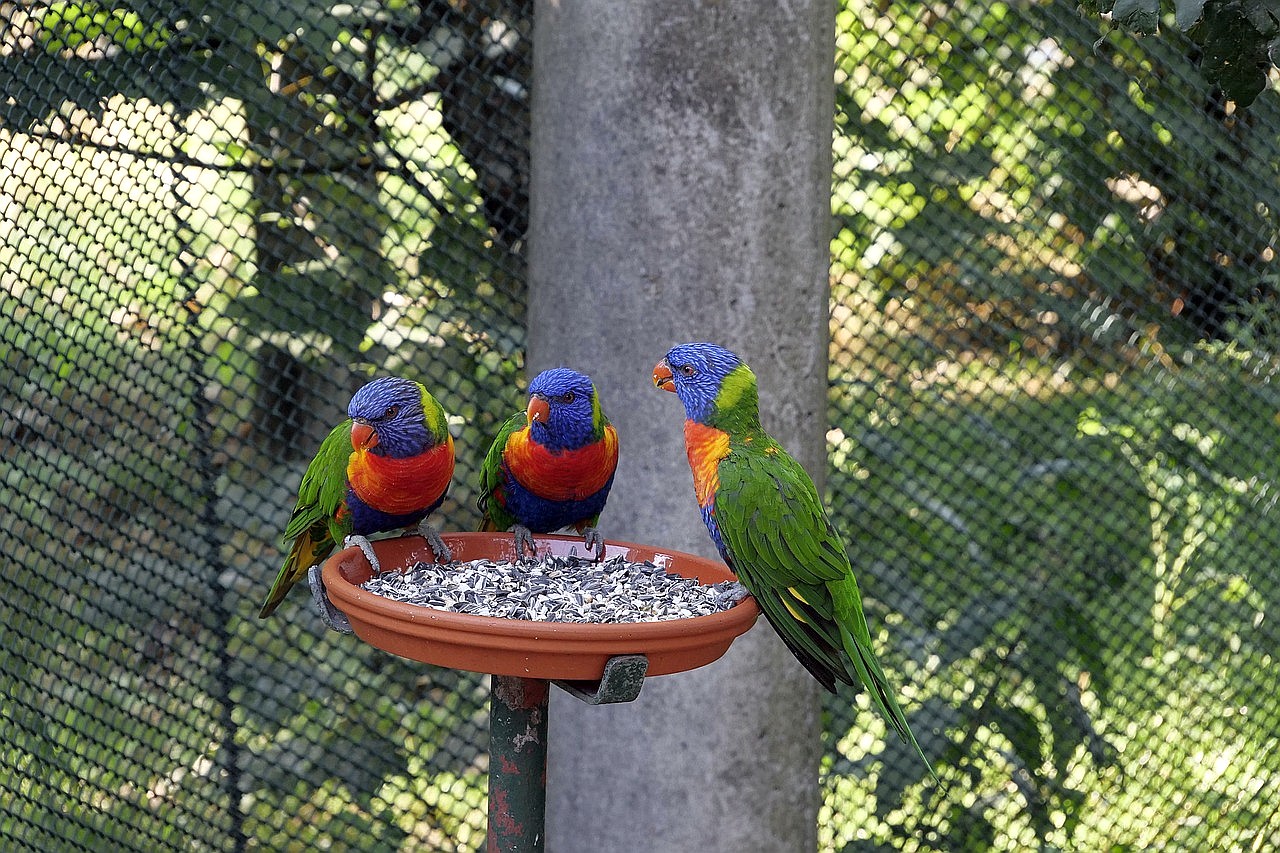 Zum Weltvogelpark nach Walsrode - Tagesfahrten im August 2026