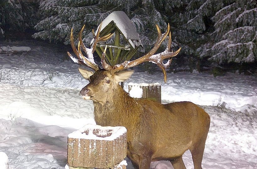 Tagesfahrt zum Harzturm und zur Wildtierfütterung an der Marienteichbaude